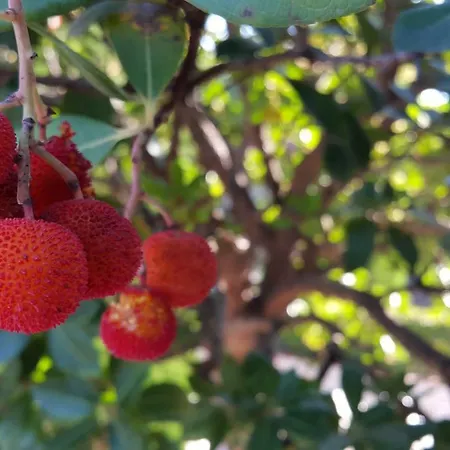 El Jardín De La Abuela Сasa de vacaciones *