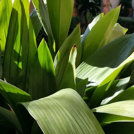 El Jardín De La Abuela *