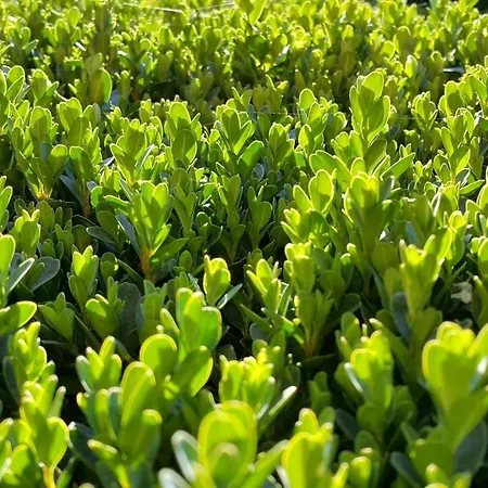 El Jardín De La Abuela Granada
