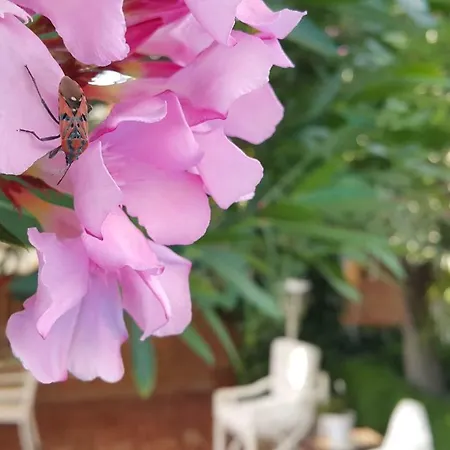 El Jardín De La Abuela