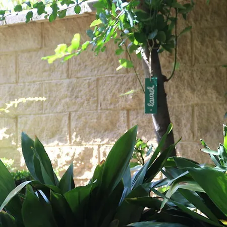 El Jardín De La Abuela *